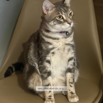 Photo of a cat reunited in Montreuil