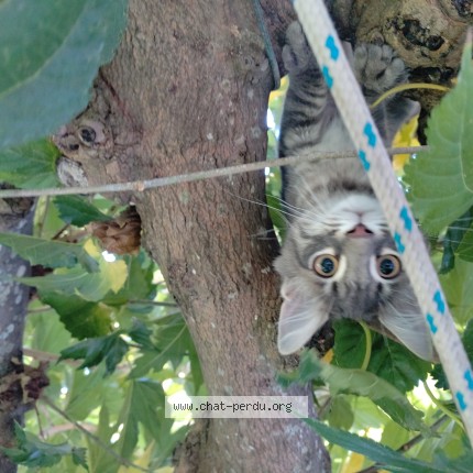 Photo of a cat found in Bouc Bel Air