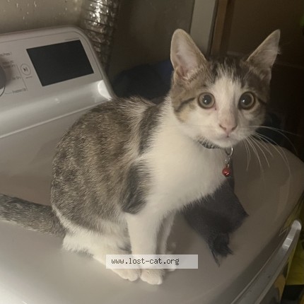 Photo 1/1 Charlie Cat lost in Oshawa
