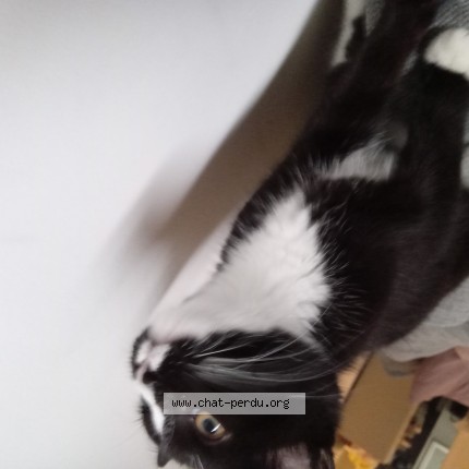 Foto 1/1 leo Kat vermist in Bruxelle
