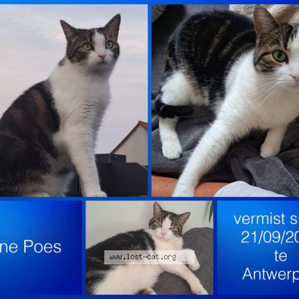 Foto 1/1 Kleine Poes Kat vermist in Antwerpen