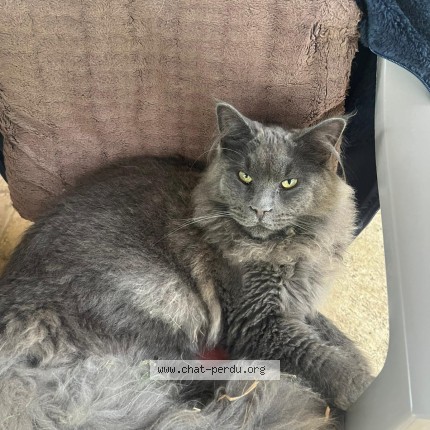 Photo of a cat found in Fajoles
