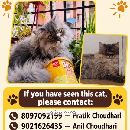 Photo 1/1 simba Cat lost in Navi Mumbai Taloja Phase 2