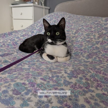 Photo of a cat found in Neris Les Bains