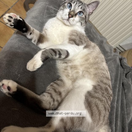 Foto de gato reencontrado em La Rochebeaucourt Et Argentine