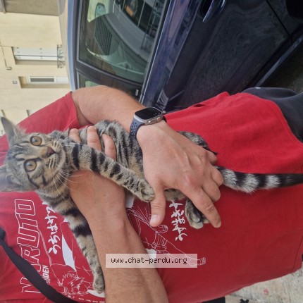 Foto de gato reencontrado em Moret Loing Et Orvanne