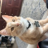 Simba