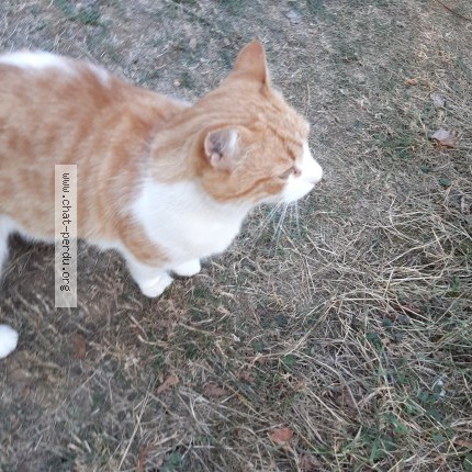 Picture of cat found at Lavilleneuve Sur Vingeanne