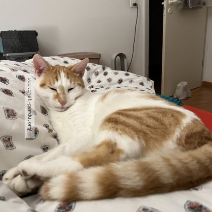 Foto 1/1 Looping Katze verloren in Bulle