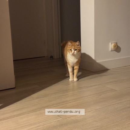 Photo of a cat found in Biarritz
