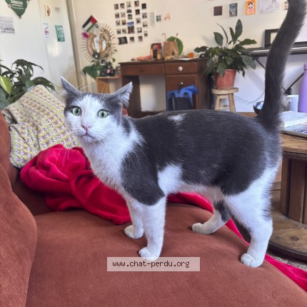 Photo of a cat found in Toulouse