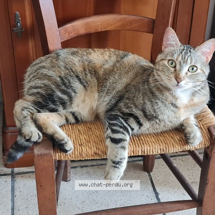 Photo of a cat found in Cannes