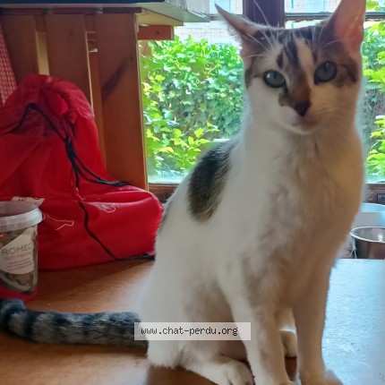 Foto 1/1 Xena Kat vermist in Wandre