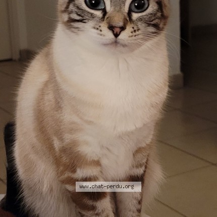 Photo of a cat reunited in Foix