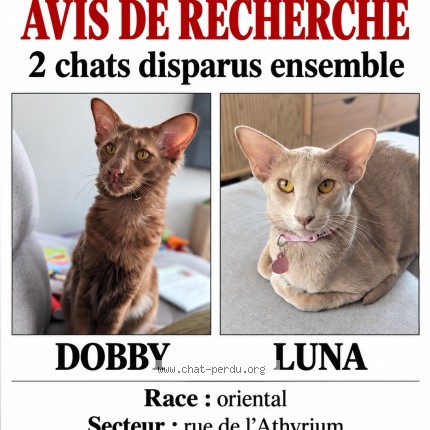 Photo 1/1 Dobby Cat lost in Ste Catherine De La J Cartier