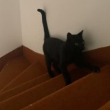 Onyx
