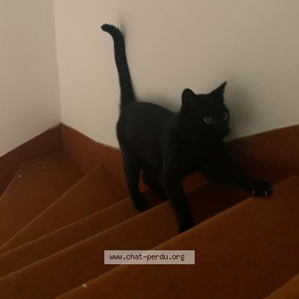 Foto 1/1 Onyx Gatto smarrito a Villars Sur Glanes