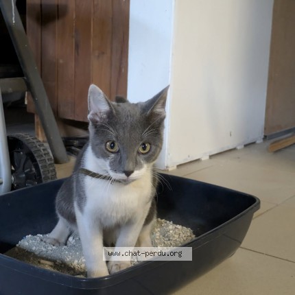 Photo of a cat found in Tours