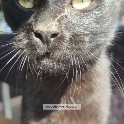 Photo of a cat found in Gaillac