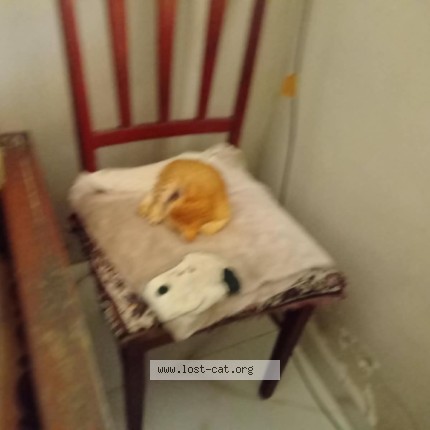 Photo 1/1 Russel Fernandes Cat lost in Mumbai