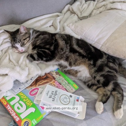 Foto einer wiedergefundenen Katze in Castres