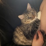 mimi