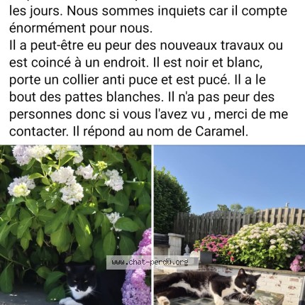 Foto 1/1 caramel Kat vermist in Hermalle Sous Huy