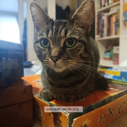 Foto 1/1 Selma Sefiani Kat vermist in Forest