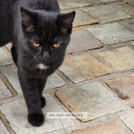 Foto 1/1 Kat teruggevonden Vermist in Zellik