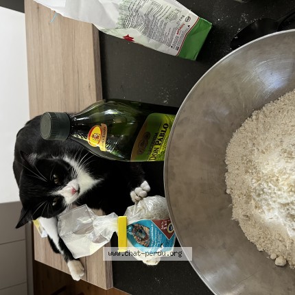 Foto 1/1 Valeria Gallin Gatto smarrito a Vernier