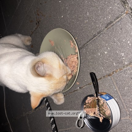 Photo 1/1 Found cat Found in Scarborough