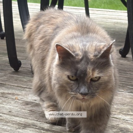 Photo 1/1 Found cat Found in Saint Sauveur
