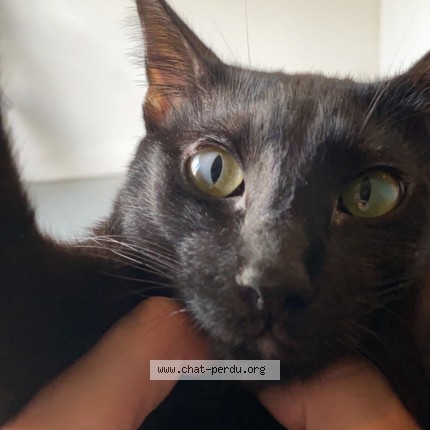 Foto 1/1 smoky Kat vermist in Uccle