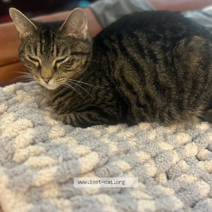 Photo 1/1 rosie Cat lost in Opelika Auburn