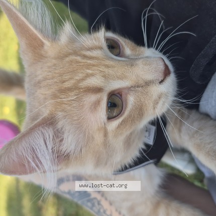 Photo 1/1 Music Cat lost in Winnipeg