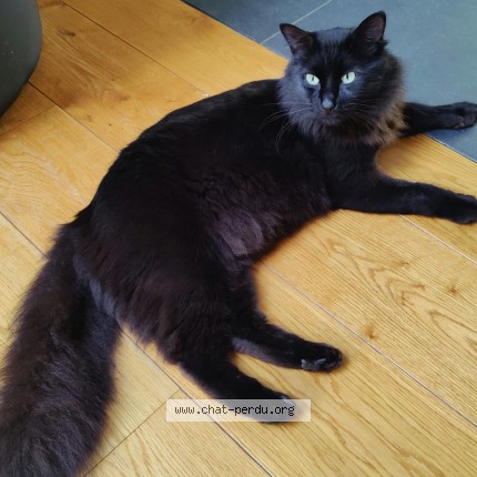 Foto 1/1 Kat teruggevonden Vermist in Dottignies