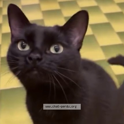 Photo 1/3 Akila Cat lost in Montreal