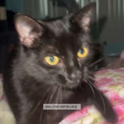Photo 2/3 Akila Cat lost in Montreal