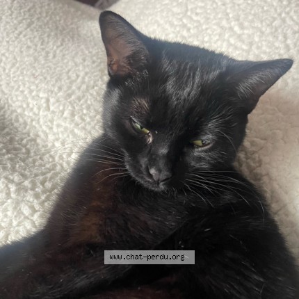 Photo 3/3 Akila Cat lost in Montreal