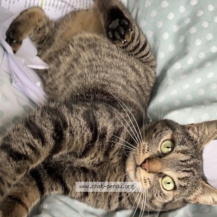 Foto 1/4 Kat teruggevonden Vermist in Sint Gilles