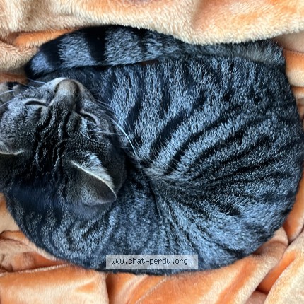Foto 2/4 Kat teruggevonden Vermist in Sint Gilles