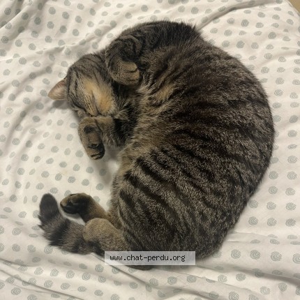 Foto 3/4 Kat teruggevonden Vermist in Sint Gilles