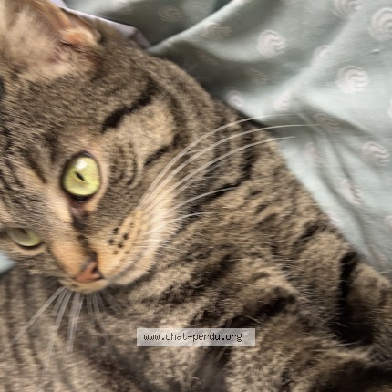 Foto 4/4 Kat teruggevonden Vermist in Sint Gilles