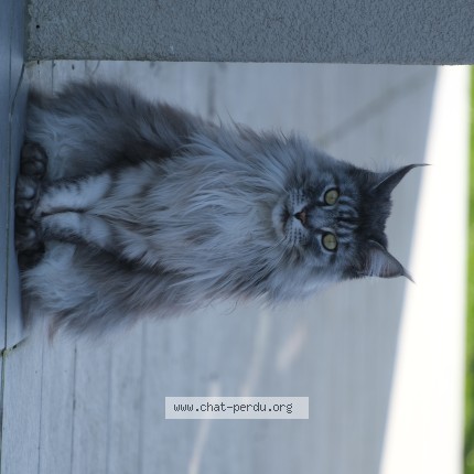 Foto 1/1 Rockette Katze verloren in Crauthem