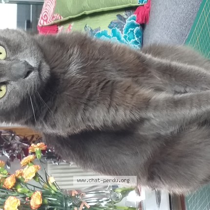 Photo of a cat found in Harnes
