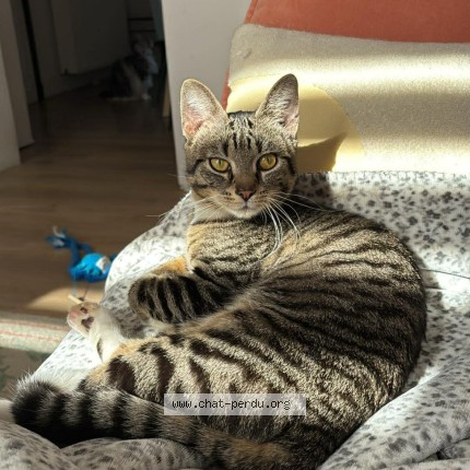 Foto 1/1 Kat teruggevonden Vermist in Verviers