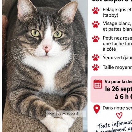 Photo 1/1 Chilli Cat lost in Montreal
