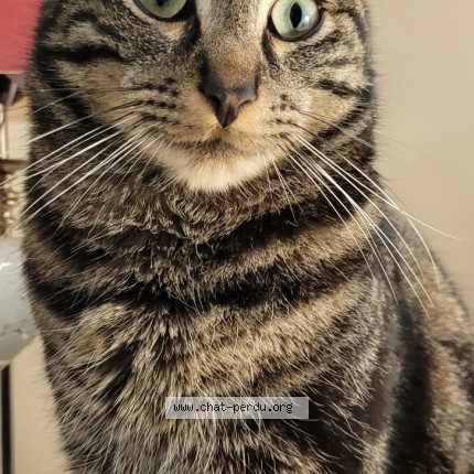 Photo of a cat found in Viry Chatillon
