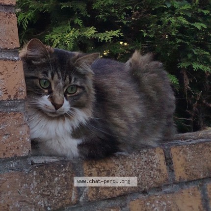 Photo of a cat found in Hoymille