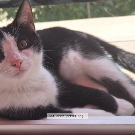 Photo of a cat reunited in Paris